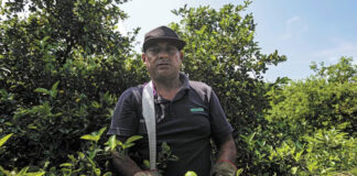 Crimen organizado se embolsa 3 mil 600 mdp al año en extorsiones a productores de limón Crimen se embolsa 3 mil 600 mdp al año por extorsionar a limoneros