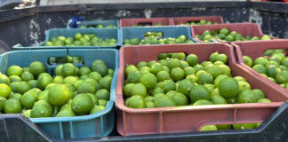 Limoneros bajo fuego: Productores asesinados y extorsiones en aumento en Michoacán Limoneros bajo fuego: Productores asesinados y extorsiones en aumento en Michoacán