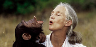 Fallece Jane Goodall, científica inglesa que dedicó su vida a los chimpancés Fallece Jane Goodall, científica inglesa que dedicó su vida a los chimpancés