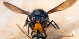 La avispa asiática en Europa devora colmenas, rompe el equilibrio natural y amenaza la salud La avispa asiática: devordora de colmenas que rompe el equilibrio natural y amenaza la salud