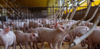 En Yucatán, las aguas subterráneas están contaminadas por granjas porcinas En Yucatán, las aguas subterráneas están contaminadas por granjas porcinas