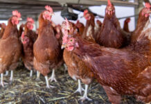 OPS informa continuidad de la circulación de influenza aviar A(H5N1) en las Américas OPS informa continuidad de la circulación de influenza aviar A(H5N1) en las Américas