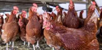 OPS informa continuidad de la circulación de influenza aviar A(H5N1) en las Américas OPS informa continuidad de la circulación de influenza aviar A(H5N1) en las Américas