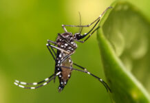 Brasil libera mosquitos con bacteria que limita la propagación de virus del dengue y Zika Brasil libera mosquitos con bacteria que limita la propagación de virus del dengue y Zika