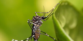 Brasil libera mosquitos con bacteria que limita la propagación de virus del dengue y Zika Brasil libera mosquitos con bacteria que limita la propagación de virus del dengue y Zika