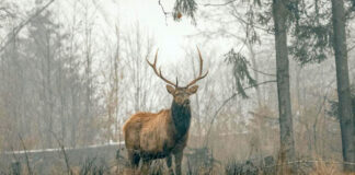 La lucha contra el tráfico ilegal de vida silvestre se mueve al espacio digital La lucha contra el tráfico ilegal de vida silvestre se mueve al espacio digital