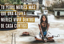 Ale Müller protagoniza campaña con PETA Latino en contra del maltrato animal en México Ale Müller protagoniza campaña con PETA Latino en contra del maltrato animal en México