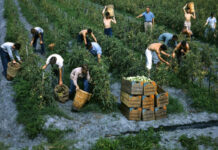 Sindicatos agrícolas de Oregon convocan jornadas de acción contra tácticas de ICE Sindicatos agrícolas de Oregon convocan jornadas de acción contra tácticas de ICE