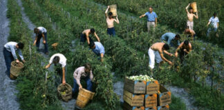 Sindicatos agrícolas de Oregon convocan jornadas de acción contra tácticas de ICE Sindicatos agrícolas de Oregon convocan jornadas de acción contra tácticas de ICE