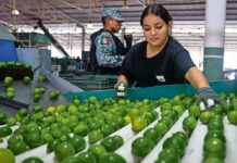 Ejército mexicano y la Guardia Nacional blindan la ruta del limón con el Plan Michoacán Ejército mexicano y la Guardia Nacional blindan la ruta del limón con el Plan Michoacán. Foto: Luis Camacho