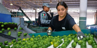 Ejército mexicano y la Guardia Nacional blindan la ruta del limón con el Plan Michoacán Ejército mexicano y la Guardia Nacional blindan la ruta del limón con el Plan Michoacán. Foto: Luis Camacho