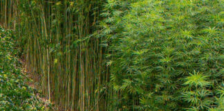 Productores de cannabis advierten que prohibición federal del THC acabará con la industria Productores de cannabis advierten que prohibición federal del THC acabará con la industria