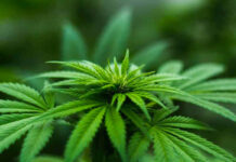 Senador de Tennessee impulsa reforma del cannabis tras una decisión federal Senador de Tennessee impulsa reforma del cannabis tras una decisión federal