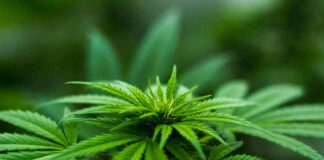 Senador de Tennessee impulsa reforma del cannabis tras una decisión federal Senador de Tennessee impulsa reforma del cannabis tras una decisión federal