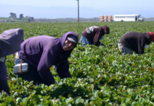 Permisos de trabajo en EEUU para inmigrantes legales se reducen de 5 años a 18 meses Permisos de trabajo en EEUU para inmigrantes legales se reducen de 5 años a 18 meses