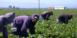 Permisos de trabajo en EEUU para inmigrantes legales se reducen de 5 años a 18 meses Permisos de trabajo en EEUU para inmigrantes legales se reducen de 5 años a 18 meses