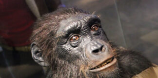 ‘Sahelanthropus tchadensis’ se consolida como el primer antepasado humano bípedo ‘Sahelanthropus tchadensis’ se consolida como el primer antepasado humano bípedo