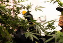 La marihuana medicinal suma nuevos negocios, productos y pacientes en Texas La marihuana medicinal suma nuevos negocios, productos y pacientes en Texas