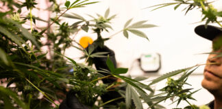 La marihuana medicinal suma nuevos negocios, productos y pacientes en Texas La marihuana medicinal suma nuevos negocios, productos y pacientes en Texas