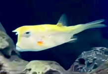 Se viralizan imagenes del “pez Trump” y en las redes sociales se desatan los memes Se viralizan imagenes del “pez Trump” y en las redes sociales se desatan los memes