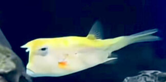 Se viralizan imagenes del “pez Trump” y en las redes sociales se desatan los memes Se viralizan imagenes del “pez Trump” y en las redes sociales se desatan los memes