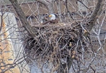 ¡Trillizos! Tres crías de águila son confirmadas en la cámara web del DRN de Minnesota ¡Trillizos! Tres crías de águila son confirmadas en la cámara web del DRN de Minnesota