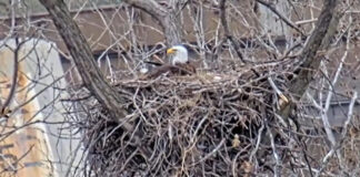 ¡Trillizos! Tres crías de águila son confirmadas en la cámara web del DRN de Minnesota ¡Trillizos! Tres crías de águila son confirmadas en la cámara web del DRN de Minnesota