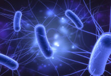 Brote de E. coli deja nueve enfermos en California por leche bronca y queso cheddar Brote de E. coli deja nueve enfermos en California por leche bronca y queso cheddar