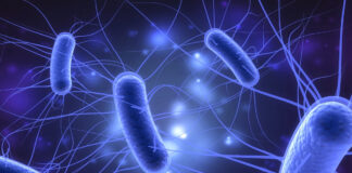 Brote de E. coli deja nueve enfermos en California por leche bronca y queso cheddar Brote de E. coli deja nueve enfermos en California por leche bronca y queso cheddar