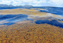 Ante la llegada del Sargazo ya se despliegan barreras de contención en el caribe mexicano Ante la llegada del Sargazo ya se despliegan barreras de contención en el caribe mexicano