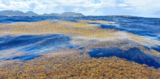 Ante la llegada del Sargazo ya se despliegan barreras de contención en el caribe mexicano Ante la llegada del Sargazo ya se despliegan barreras de contención en el caribe mexicano
