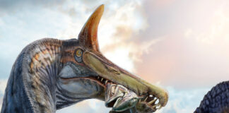 Científicos descubren fósiles de una nueva especie de Spinosaurus en el Sáhara Científicos descubren fósiles de una nueva especie de Spinosaurus en el Sáhara