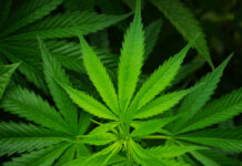 El último litigio sobre la concesión de licencias para el cannabis llega a los tribunales en Illinois El último litigio sobre la concesión de licencias para el cannabis llega a los tribunales en Illinois