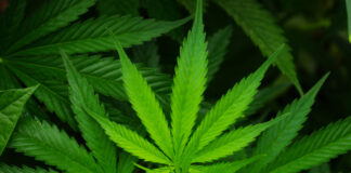 El último litigio sobre la concesión de licencias para el cannabis llega a los tribunales en Illinois El último litigio sobre la concesión de licencias para el cannabis llega a los tribunales en Illinois