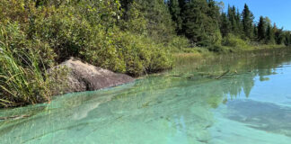 La proliferación de algas en Boundary Waters evidencia la amenaza del calentamiento global La proliferación de algas en Boundary Waters evidencia la amenaza del calentamiento global