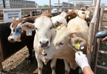 Exportadores de ganado mexicanos pierden 592 mdd en un año por gusano barrenador Exportadores de ganado mexicanos pierden 592 mdd en un año por gusano barrenador