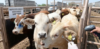 Exportadores de ganado mexicanos pierden 592 mdd en un año por gusano barrenador Exportadores de ganado mexicanos pierden 592 mdd en un año por gusano barrenador