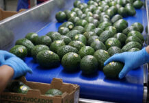 Aguacate exportado a China lleva sello con vínculos de La Familia Michoacana Aguacate exportado a China lleva sello con vínculos de La Familia Michoacana