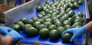 Aguacate exportado a China lleva sello con vínculos de La Familia Michoacana Aguacate exportado a China lleva sello con vínculos de La Familia Michoacana