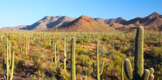 Hallan 73 cadáveres de migrantes en desierto de Arizona, en la frontera con México Hallan 73 cadáveres de migrantes en desierto de Arizona, en la frontera con México