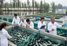 La Universidad Autónoma Metropolitana crea santuario de ajolotes en Xochimilco La Universidad Autónoma Metropolitana crea santuario de ajolotes en Xochimilco