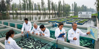 La Universidad Autónoma Metropolitana crea santuario de ajolotes en Xochimilco La Universidad Autónoma Metropolitana crea santuario de ajolotes en Xochimilco