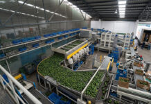 Aguacates, lechuga y jalapeños; productos mexicanos cuestionados y vetados por EEUU Aguacates, lechuga y jalapeños; productos mexicanos cuestionados y vetados por EEUU