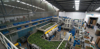 Aguacates, lechuga y jalapeños; productos mexicanos cuestionados y vetados por EEUU Aguacates, lechuga y jalapeños; productos mexicanos cuestionados y vetados por EEUU