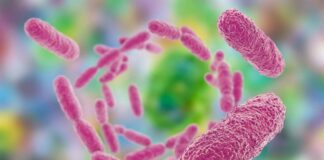 Patentan proceso con la bacteria Klebsiella sp. AqSCr, que biotransforma metales tóxicos Patentan proceso con la bacteria Klebsiella sp. AqSCr, que biotransforma metales tóxicos