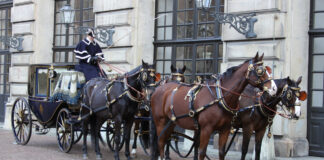 Nueva York aprueba ley que prohíbe carruajes tirados por caballos a partir del 2028 Nueva York aprueba ley que prohíbe carruajes tirados por caballos a partir del 2028