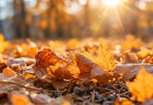 Transformar los residuos del jardín en otoño en una excelente fuente de mantillo Transformar los residuos del jardín en otoño en una excelente fuente de mantillo