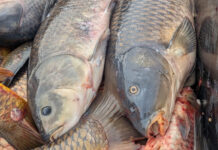 ¿Qué cantidad de PFAS hay en los peces de Minnesota? A menudo, no tenemos ni idea. ¿Qué cantidad de PFAS hay en los peces de Minnesota? A menudo, no tenemos ni idea.